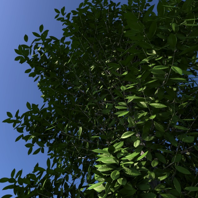 Name:  leaftest3.jpg
Views: 1183
Size:  141.8 KB