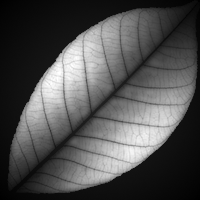 Name:  LeafBmp.png
Views: 1182
Size:  18.9 KB